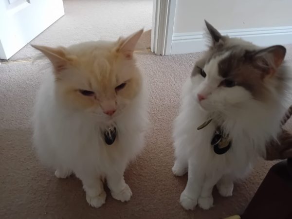 Rocky and Lincoln
